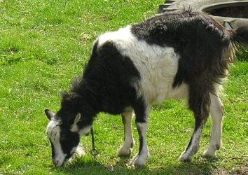 Obrazek