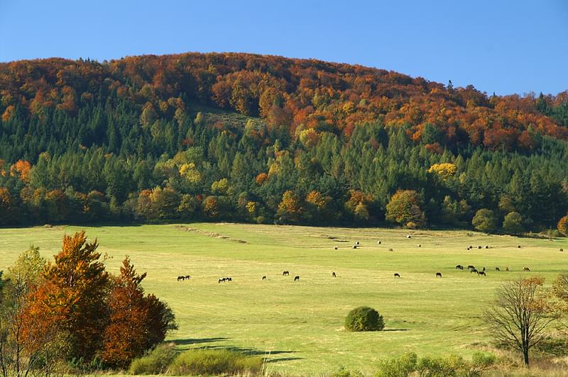 Dołączona grafika