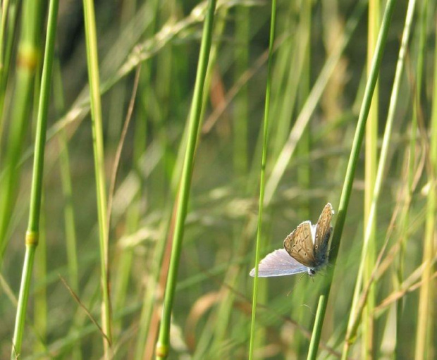 ten motylek był na prawdę maleńki :D })i({ #motyl #butterfly