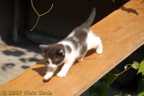 Małe kotki 2007