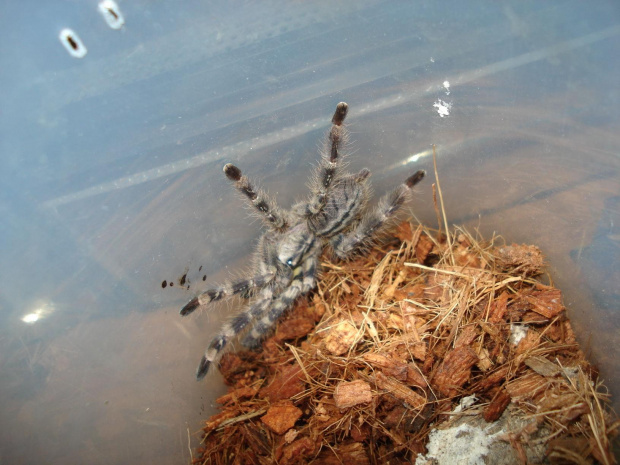 Poecilotheria regalis L5