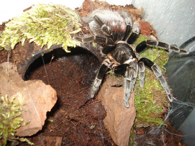 Brachypelma vagans dorosłą samica