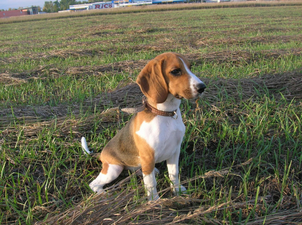 poważny pies :) #pies #piesek #szczeniak #beagle