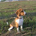poważny pies :) #pies #piesek #szczeniak #beagle