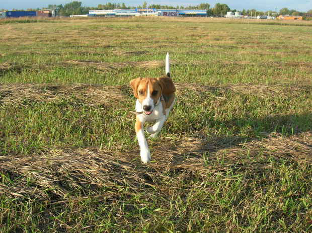 Tupuś w locie :D #pies #piesek #szczeniak #beagle
