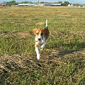Tupuś w locie :D #pies #piesek #szczeniak #beagle