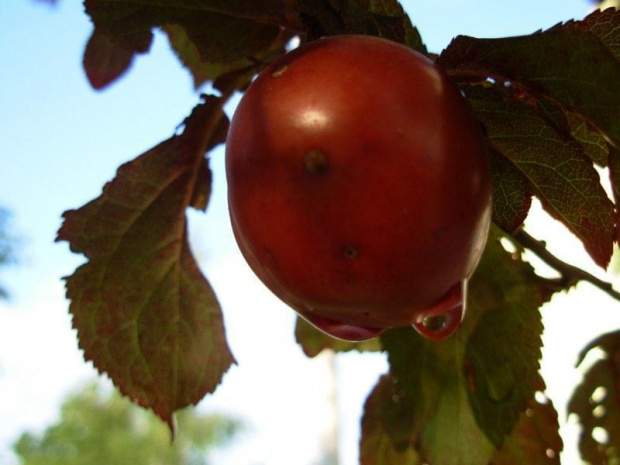 rajskie jabłuszko z kropelką