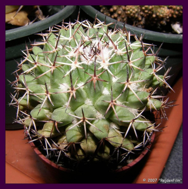 Mammillaria heyderi ssp gummifera #kaktusy