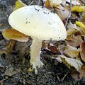 Grzybobranie 15.10.2007 #Grzyby