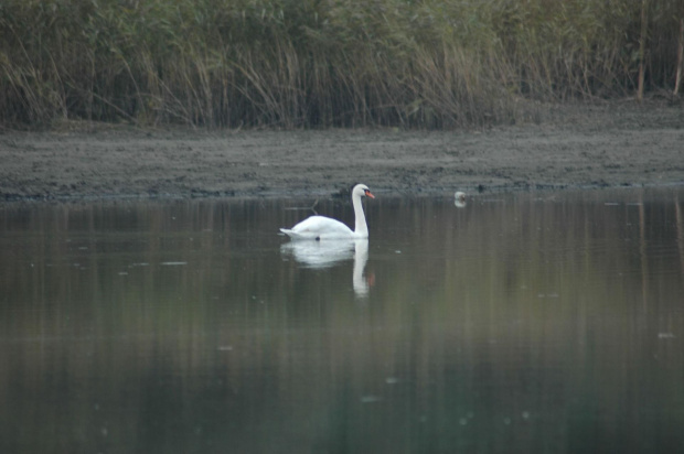 łabędź niemy