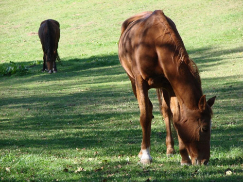 #Konie #Kębło #Wąwolnica #zieleń #natura #pies #trawa #las