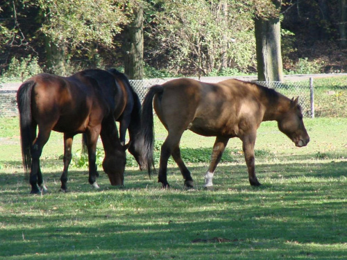 #Konie #Kębło #Wąwolnica #zieleń #natura #pies #trawa #las