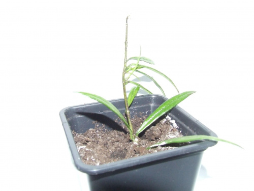 H.pauciflora_1