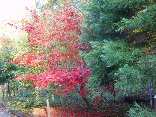 Jesienne barwy drzew. #drzewa #jesień #przyroda #OgródDendrologiczny