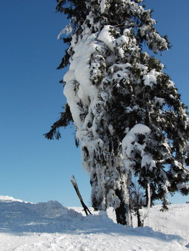 sople na drzewie #drzewo #drzewa #krajobraz #zima