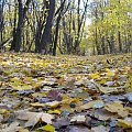 Jesienna wyprawa do lasu Bielańskiego