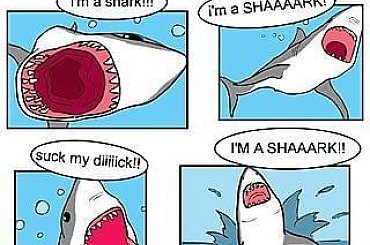 #shark