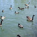 jezioro Ontario - wiosna 2007 #JezioroOntario #kaczki #gesi #wiosna