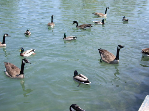jezioro Ontario - wiosna 2007 #JezioroOntario #kaczki #gesi #wiosna