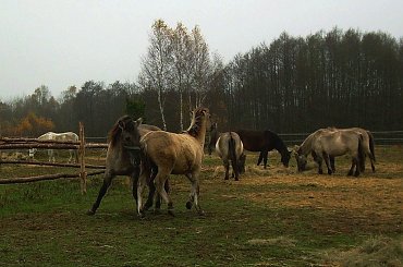 Nikar i Nirek...ciemne...ale pogody nie wybierałam :(( #konie #koń #pastwisko