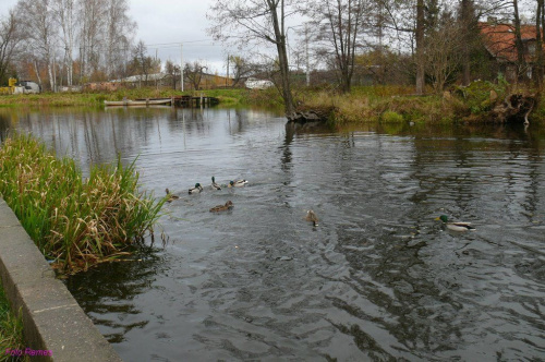 Pisa i Kaczki #PisaIKaczki #Pisa #kaczki #Mazury