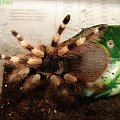 Nhandu coloratovillosus - (Ptasznik białokolanowy) #pająki #zwierzęta #terraria