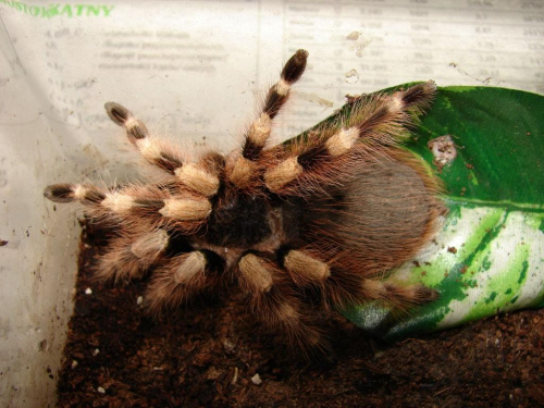 Nhandu coloratovillosus - (Ptasznik białokolanowy) #pająki #zwierzęta #terraria