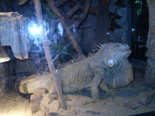2. Legwan zielony - Iguana iguana . Data : 29.09.2007. Miejsce : palmiarnia miejska w Gliwicach . Miejscowość : Gliwice .
