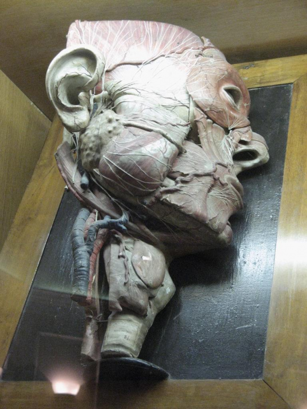 Wizyta w Muzeum Anatomii
