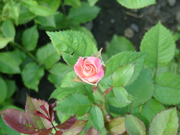 róża #kwiaty