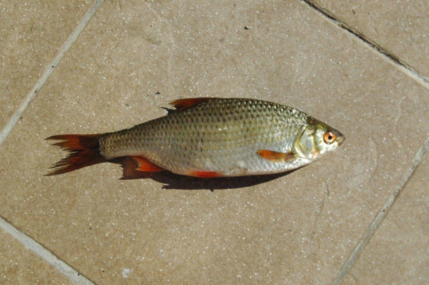 Zwierzątka - ryba z jeziora