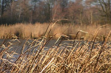 Trzcina zostaje do wiosny #woda #ptaki #czaple #kaczki #jesień