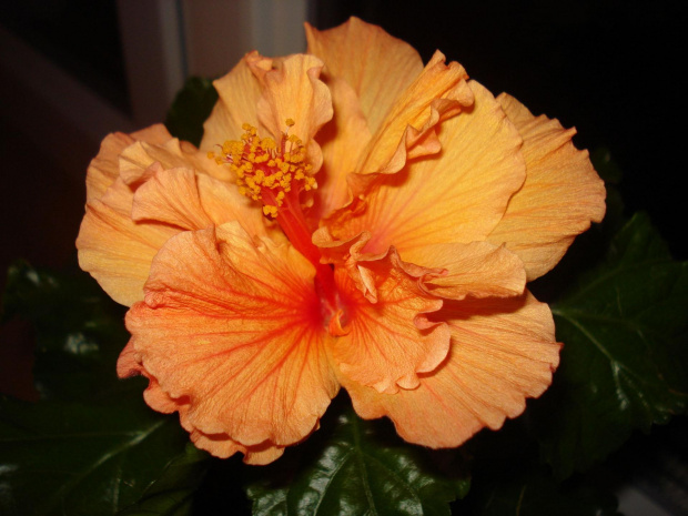Hibiskus pomarańczowy #hibiskus #KwiatyDomowe