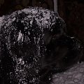 Radość z pierwszego śniegu :) #nowofunland #psy #zwierzęta