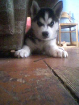 atak ale czy az tak grozny:)husky