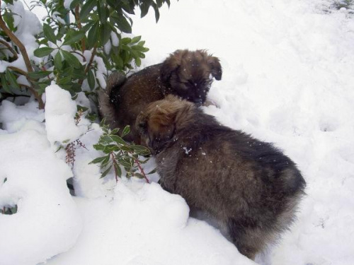 Psy moje psy ;D #pieski #szczeniaki #śnieg #zima #zabawy #ogród #maluchy #Zuza #Buba