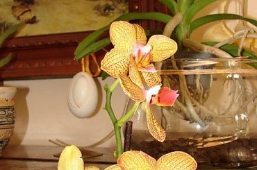 Phalaenopsis Golden Horizon #storczyki #orchidea #kwiatki #kwiaty