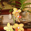 Phalaenopsis Golden Horizon #storczyki #orchidea #kwiatki #kwiaty