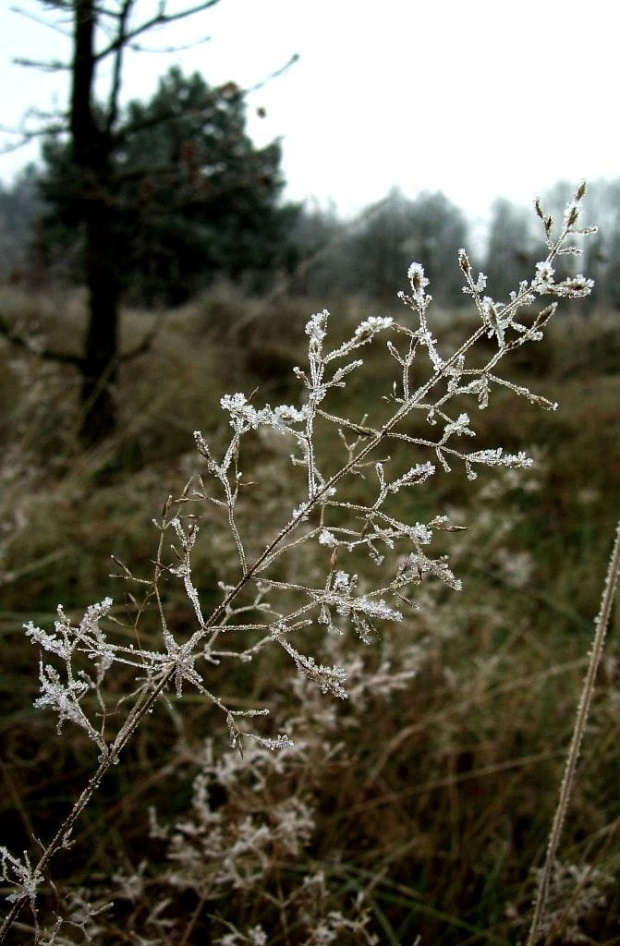 mrożonka :)) #las #szron #przyroda #natura