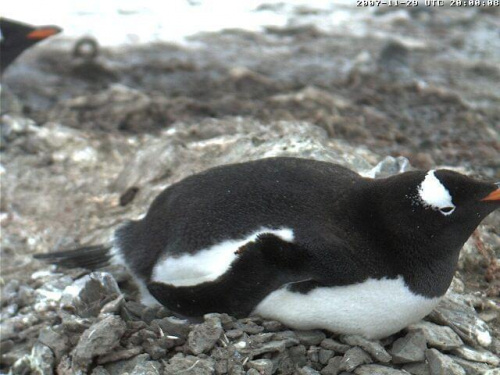 #Pingwiny