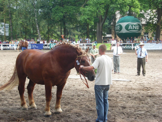 FARAON czempion wystawy i aukcji ogierow w pazdzierniku 2006