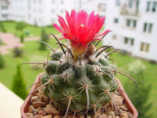 Parodia subteranea