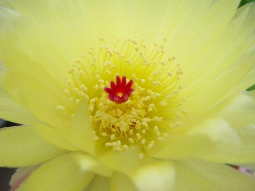 Notocactus ottonis