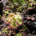 Drosera sessilifolia