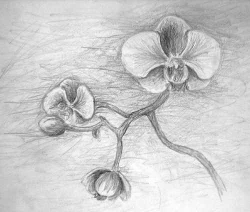 taki szkolny bazgrołek ;)
a na bazgrołku storczyki. #kwiat #storczyk #orchidea