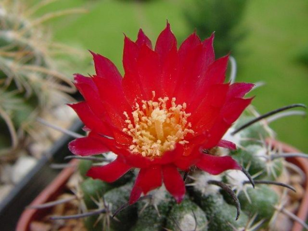 Parodia subteranea