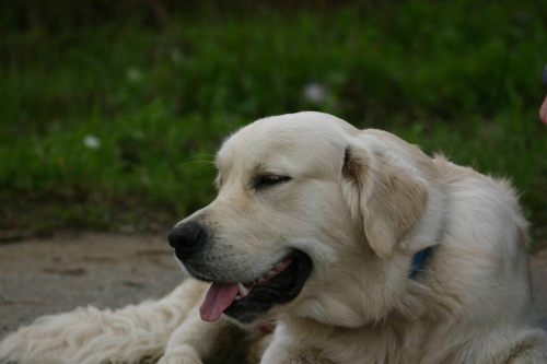 Knotuś #pies #GoldenRetriever #zwierzę