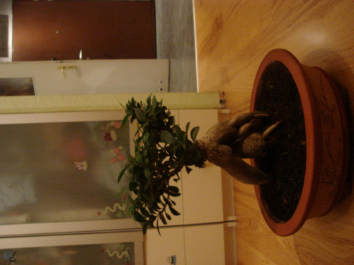 my bonsai :) #liście #KrzywePenie