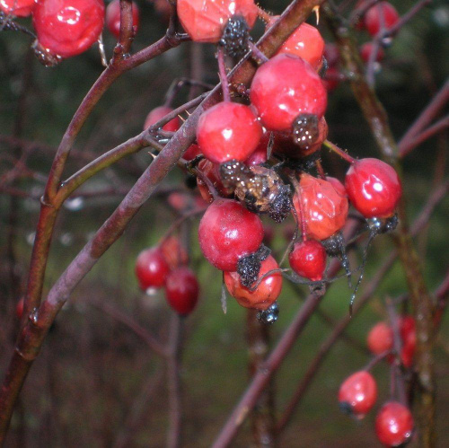 Owoce Rosa Glauca