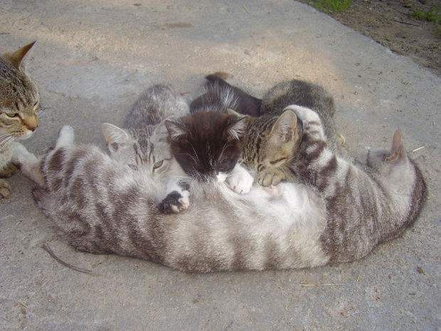 Kociątka wraz z mamusią: Tigerek, Urwisek i Muszelka; mamusia to Perszi. #kot #mama #małe